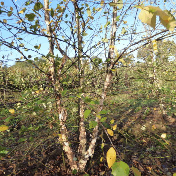 BETULA nigra – Image 9