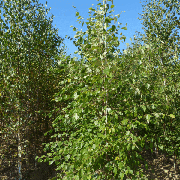BETULA nigra – Image 6