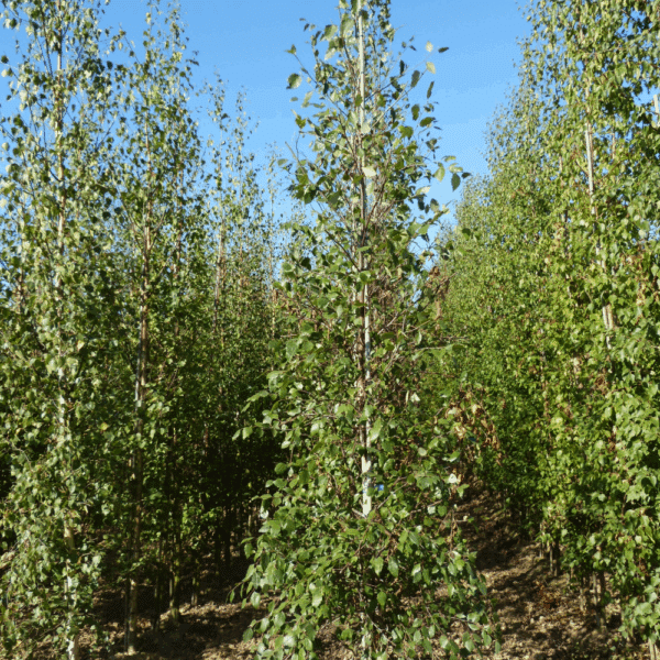 BETULA nigra – Image 5