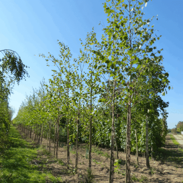BETULA nigra – Image 4
