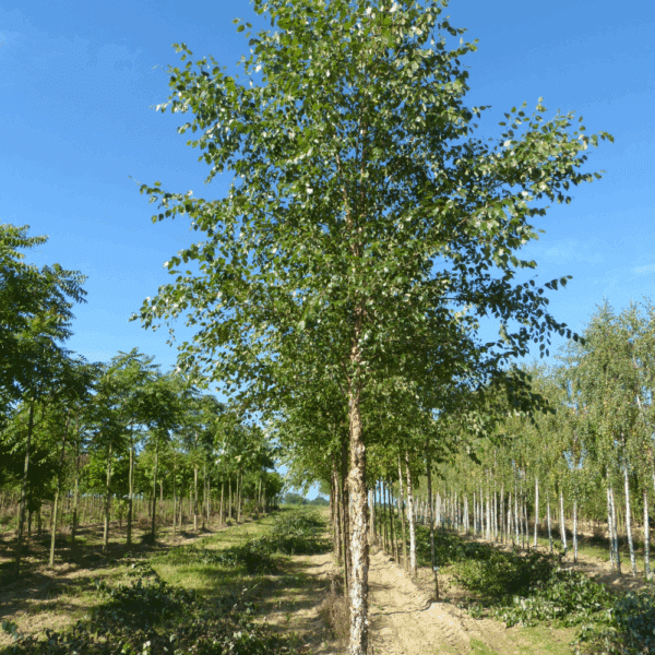 BETULA nigra – Image 2