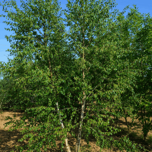 BETULA nigra 'Black Star' – Image 3