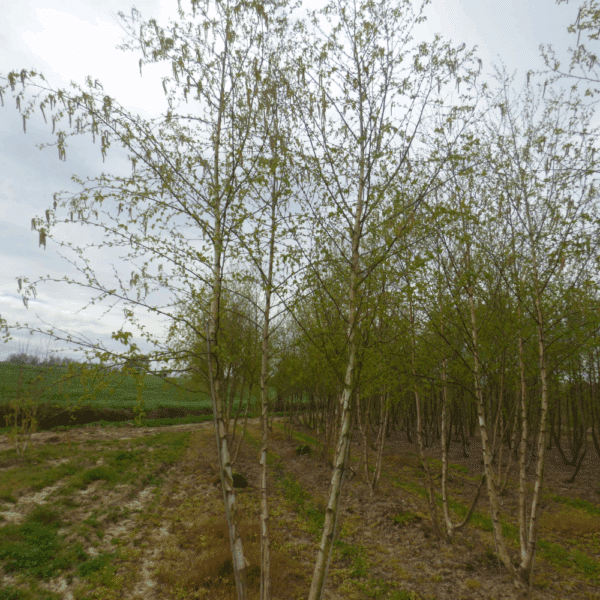 BETULA nigra 'Black Star' – Image 5