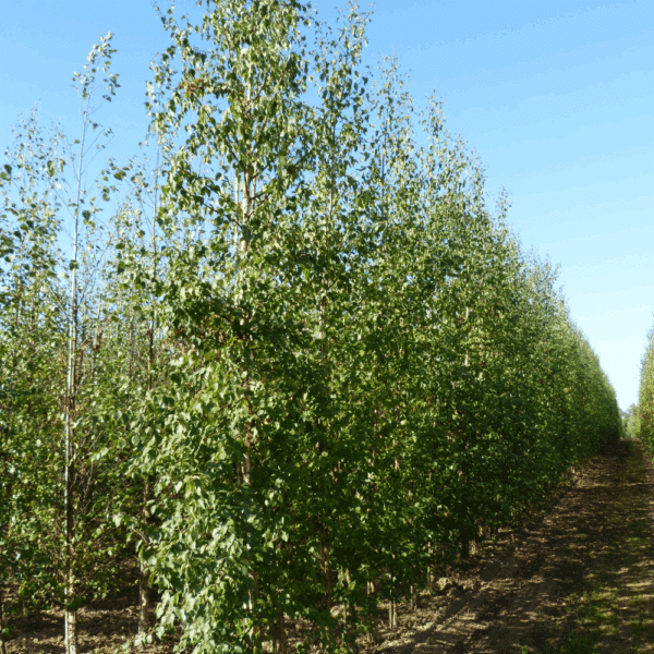 BETULA nigra 'Black Star' – Image 2