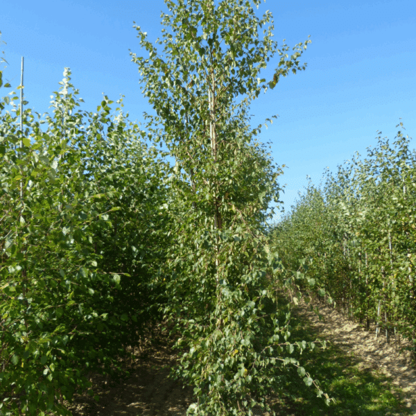 BETULA nigra 'Black Star' – Image 4