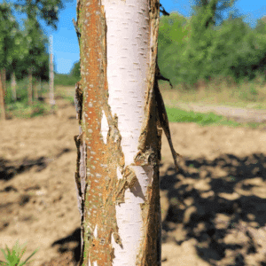 BETULA papyrifera