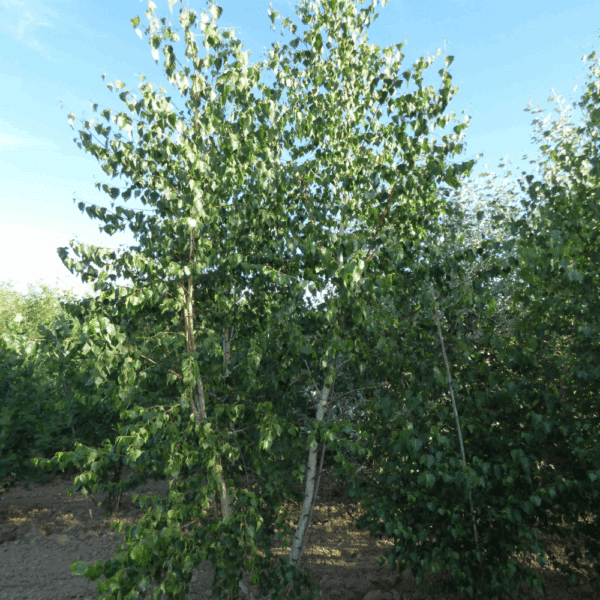 BETULA papyrifera – Image 5