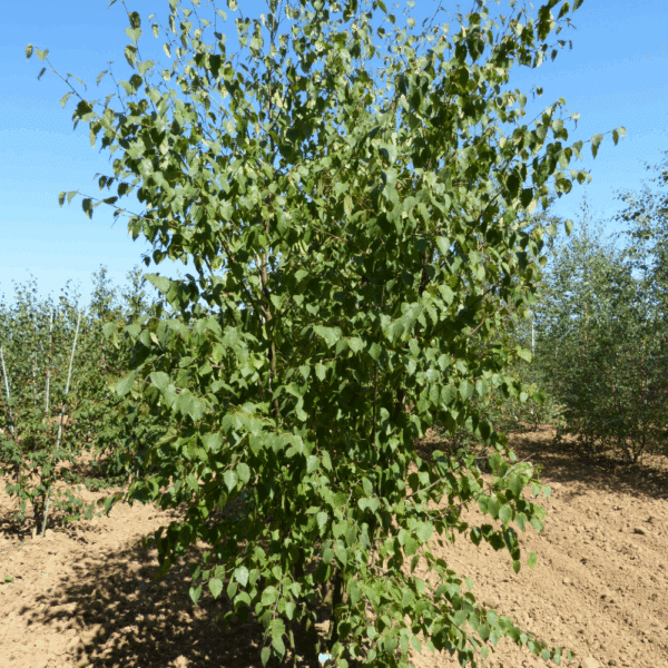 BETULA papyrifera – Image 7