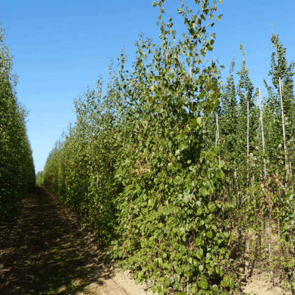 BETULA papyrifera – Image 4