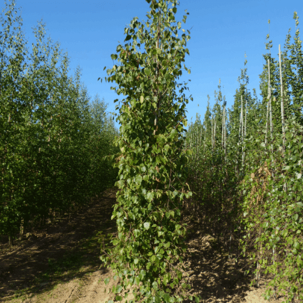 BETULA papyrifera – Image 6