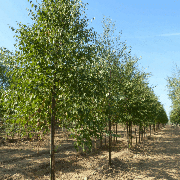 BETULA papyrifera – Image 2
