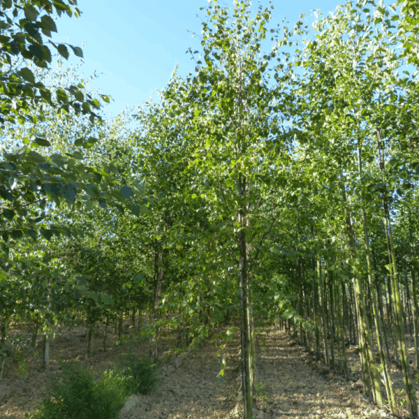 BETULA papyrifera – Image 3