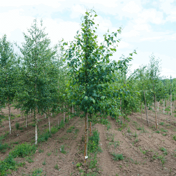 BETULA papyrifera – Image 8