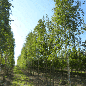 BETULA pendula