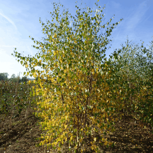 BETULA pendula – Image 4