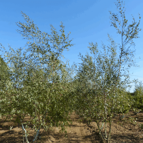 BETULA pendula – Image 6