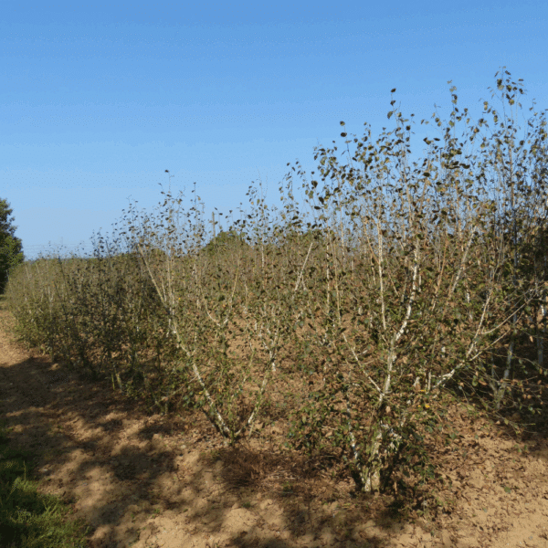 BETULA pendula – Image 11