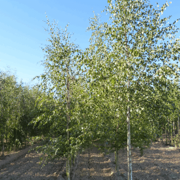 BETULA pendula – Image 12