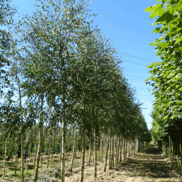 BETULA pendula – Image 8