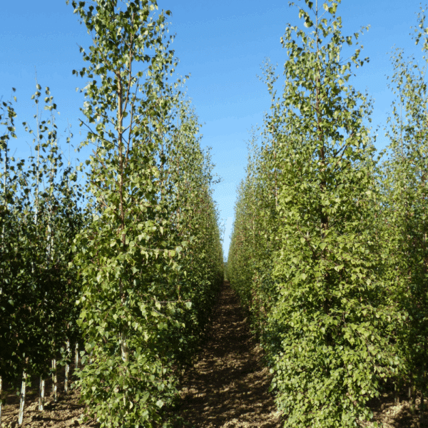 BETULA pendula – Image 3