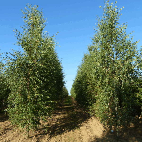 BETULA pendula – Image 2