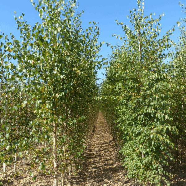 BETULA pendula – Image 10