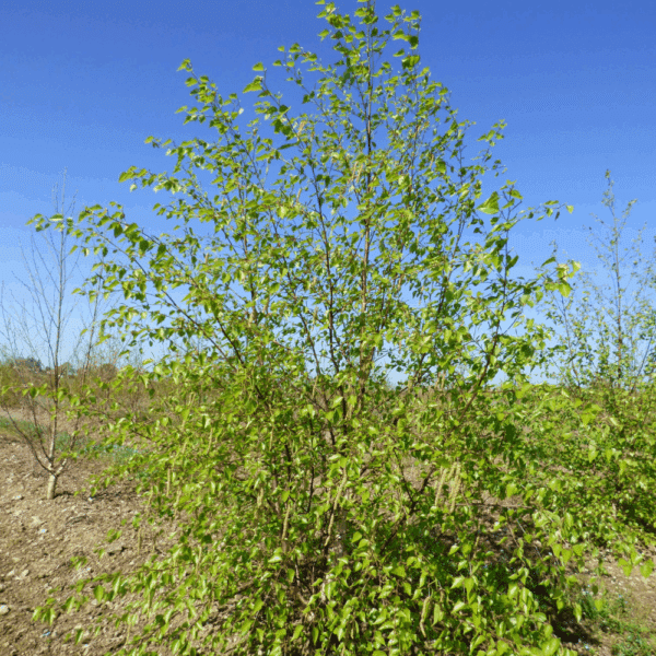 BETULA pendula – Image 9