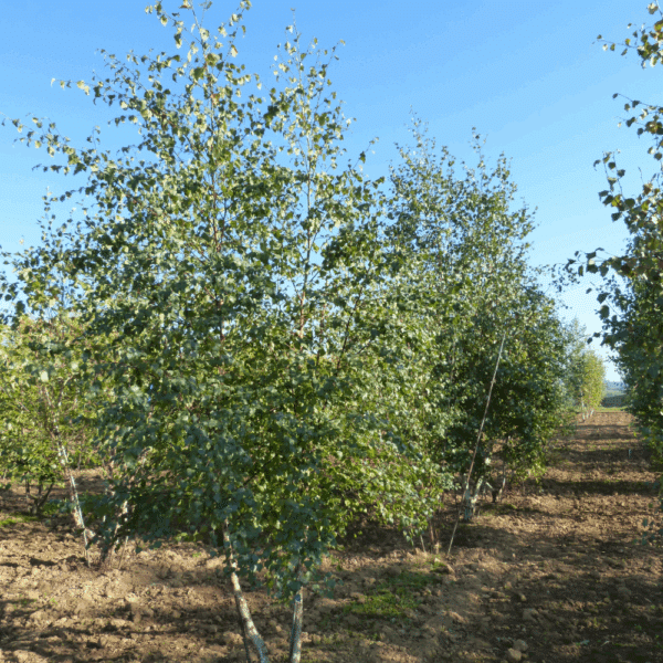 BETULA pendula – Image 7