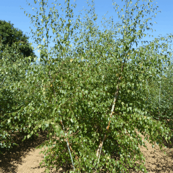 BETULA pendula – Image 5