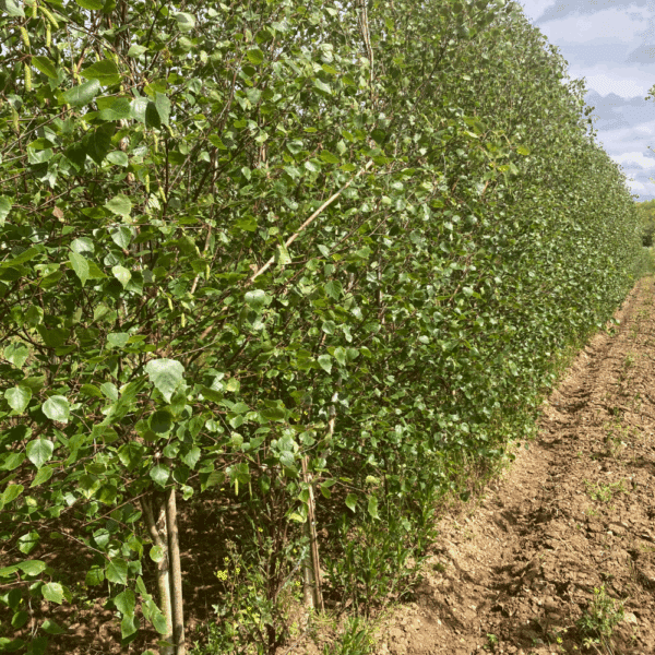BETULA pendula 'Fastigiata' – Image 2