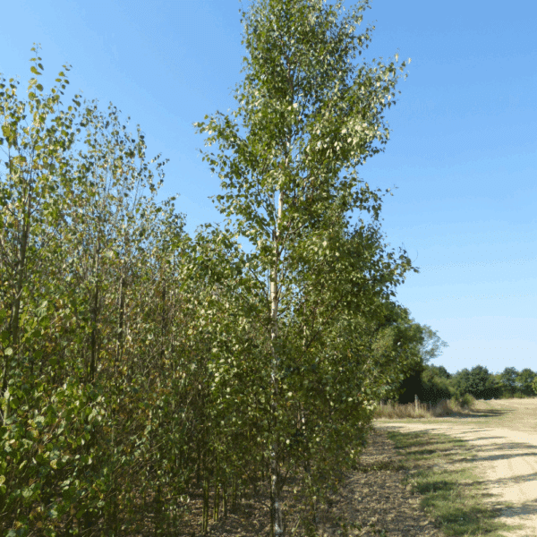 BETULA pendula 'Fastigiata' – Image 4