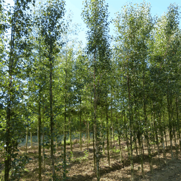 BETULA pendula 'Fastigiata' – Image 3