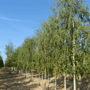 BETULA pendula 'Tristis'