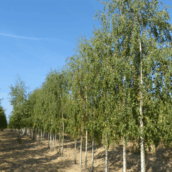 BETULA pendula 'Tristis'