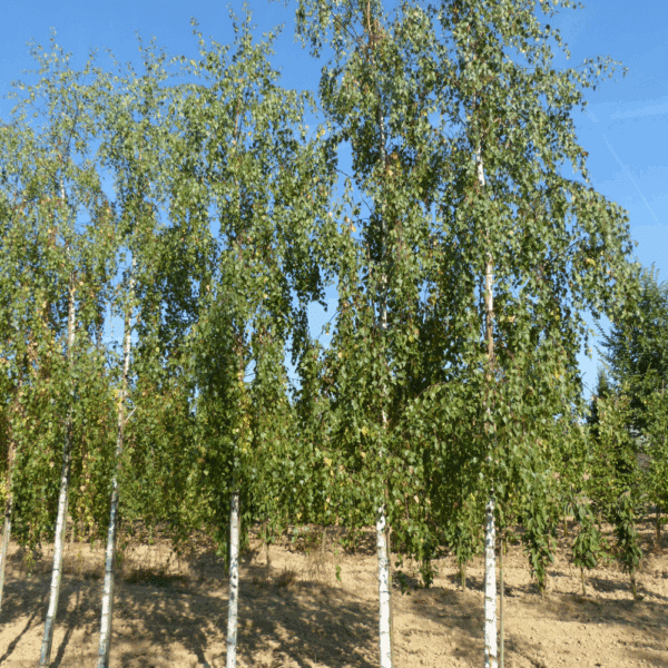 BETULA pendula 'Tristis' – Image 2