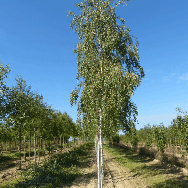 BETULA pendula 'Tristis' – Image 3