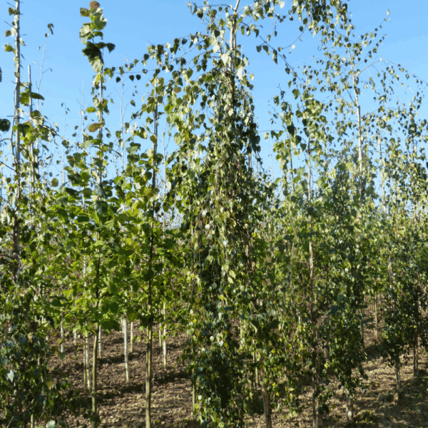 BETULA pendula 'Tristis' – Image 4