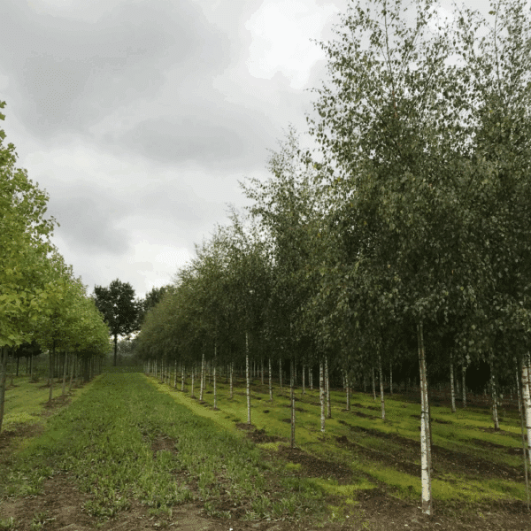 BETULA pendula 'Tristis' – Image 5