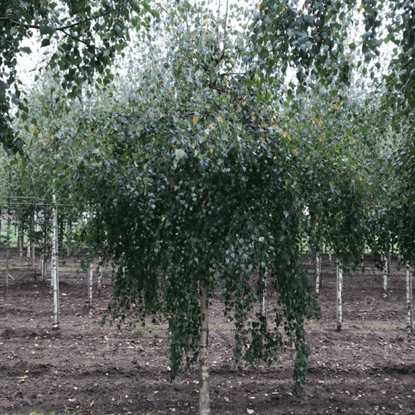BETULA pendula 'Youngii' – Image 5