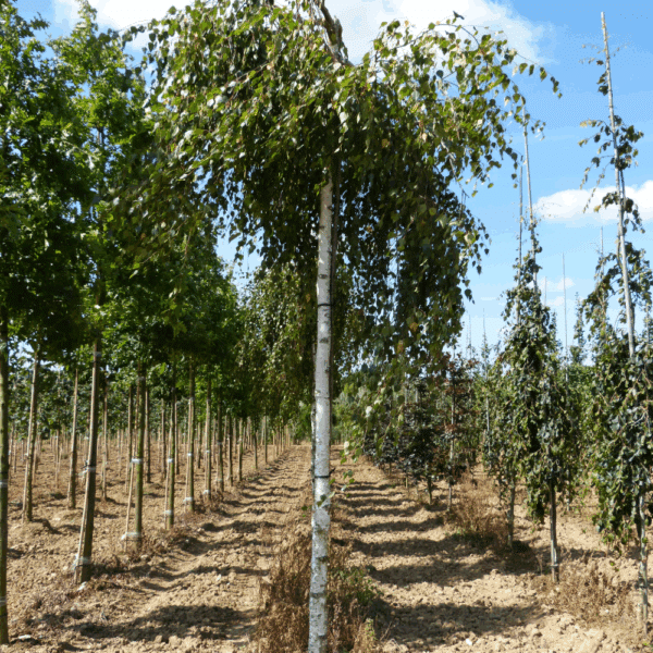 BETULA pendula 'Youngii' – Image 2