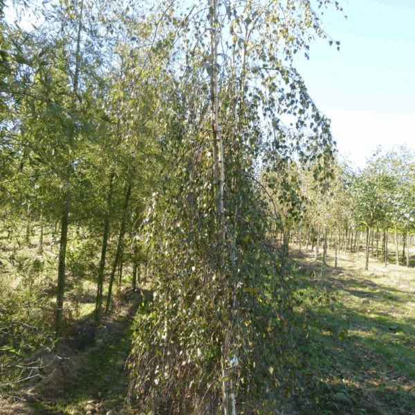 BETULA pendula 'Youngii' – Image 4