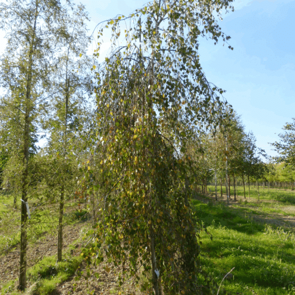 BETULA pendula 'Youngii' – Image 6