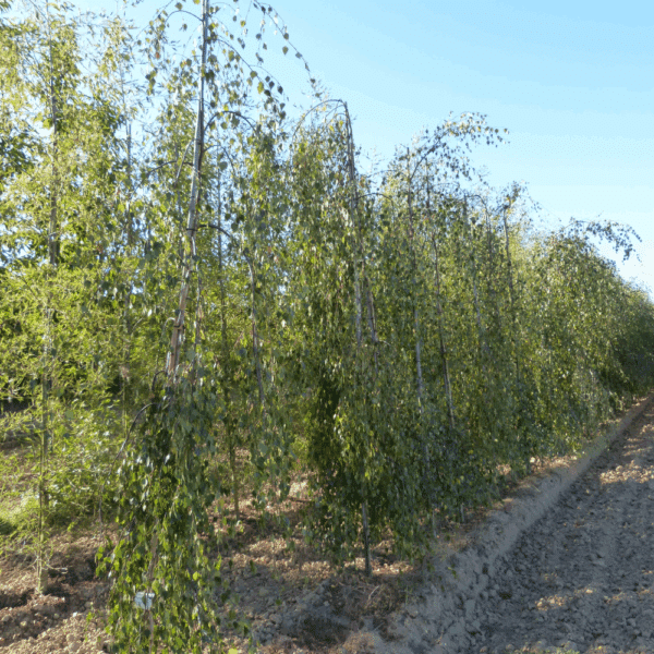 BETULA pendula 'Youngii' – Image 3
