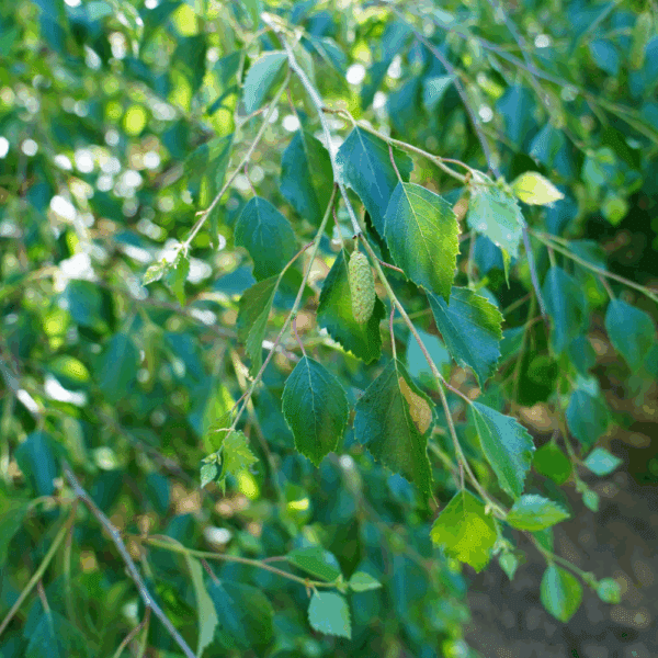 BETULA pubescens – Image 5