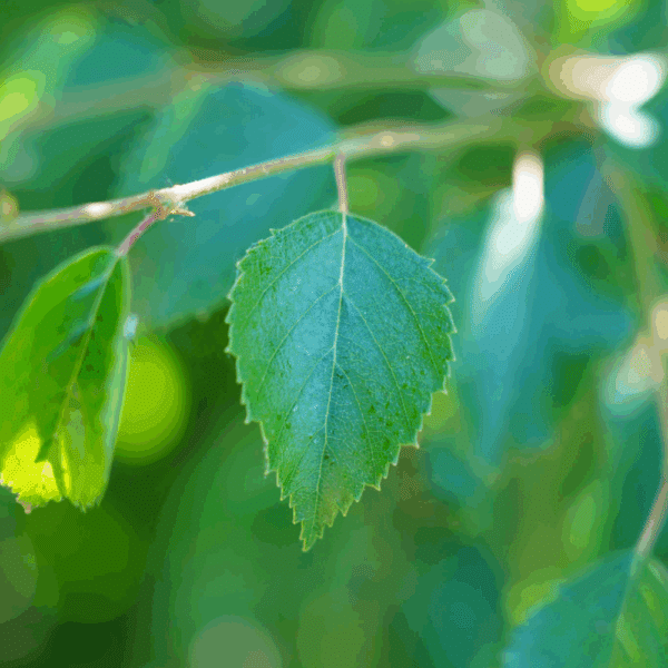 BETULA pubescens – Image 2