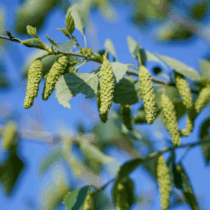BETULA pubescens