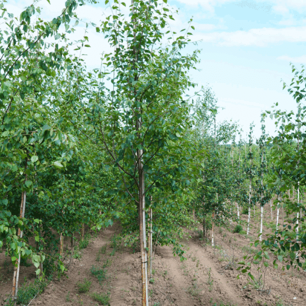 BETULA pubescens – Image 4