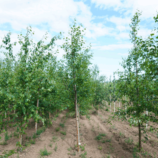 BETULA pubescens – Image 6