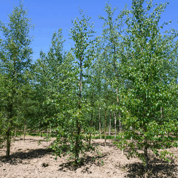 BETULA pubescens – Image 7
