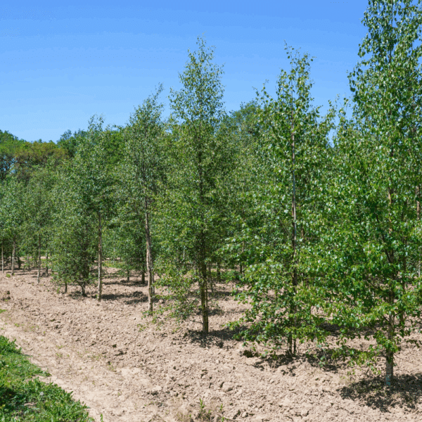 BETULA pubescens – Image 3